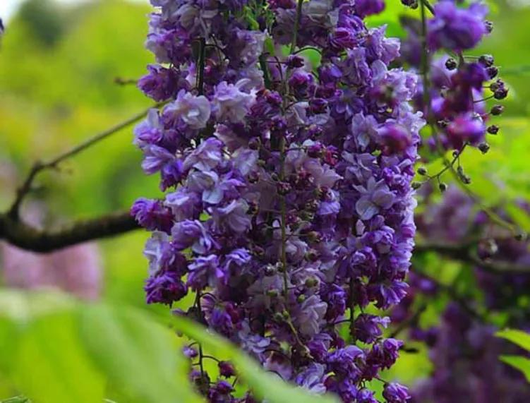 精品紫藤品种,名藤花卉紫藤