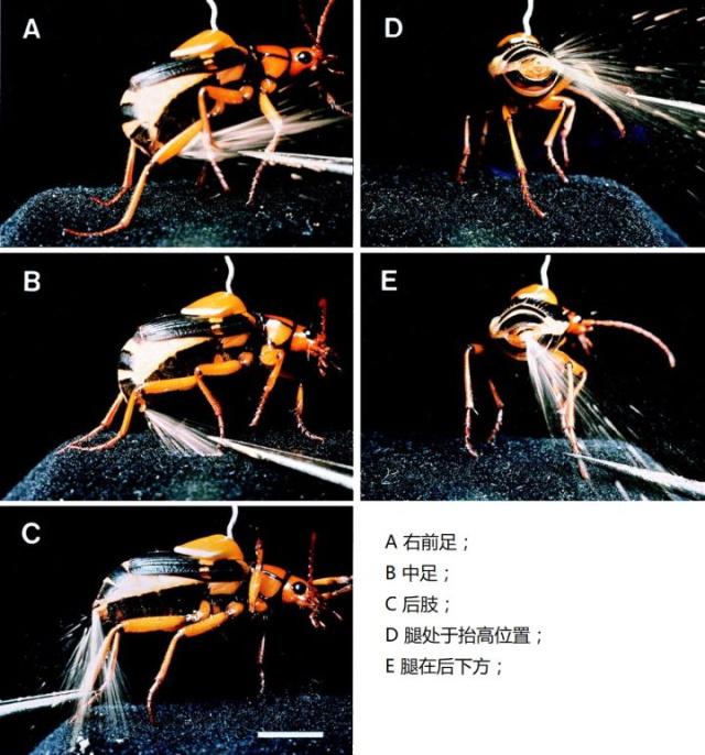 放屁虫昆虫杀手,放屁虫生化武器