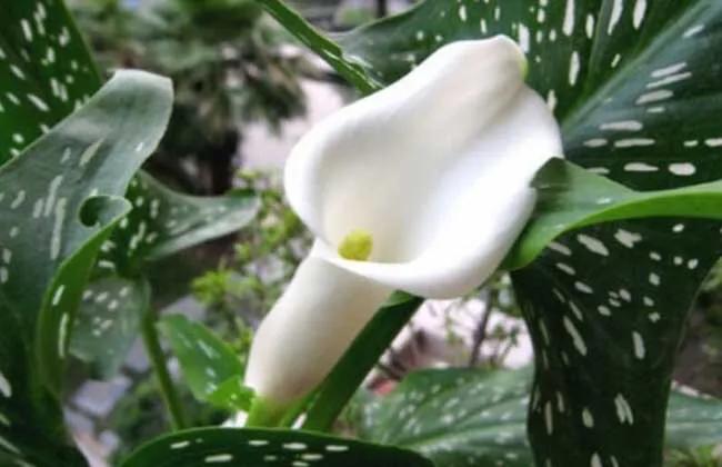 马蹄莲品种及图片欣赏大全,马蹄莲有几种品种图片