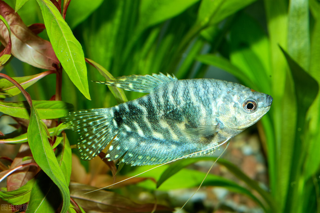 观赏鱼白点病怎么治疗最好,观赏鱼白点病最好的治疗办法