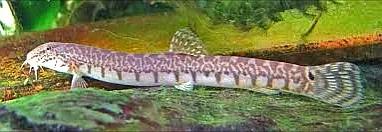 野生泥鳅品种图片大全大图,最大的泥鳅图片大全