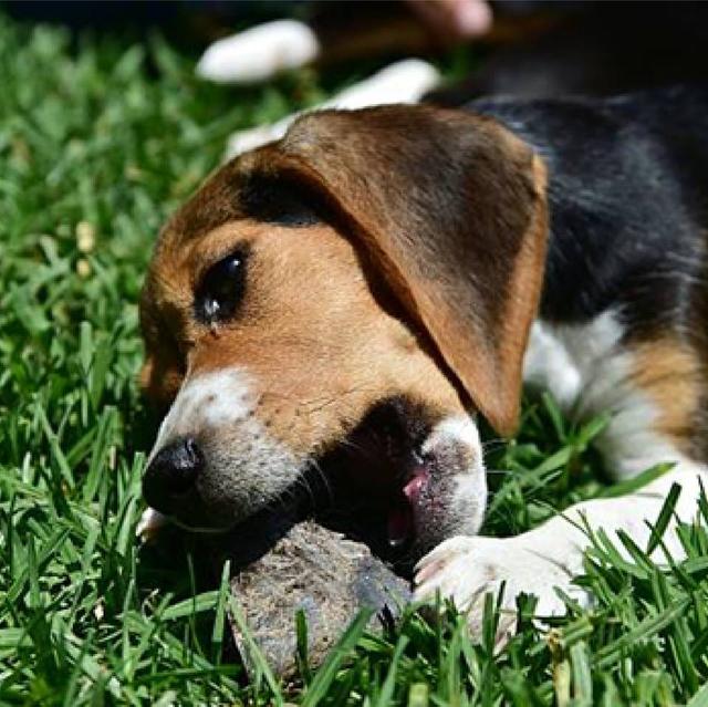 为什么母狗会把狗崽子送出去,为什么母狗会把小狗叼出窝