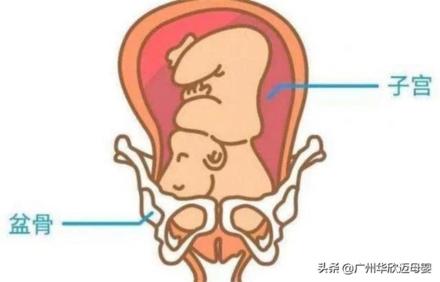 胎儿入盆是什么时候发动,胎儿入盆需要多久完成入盆