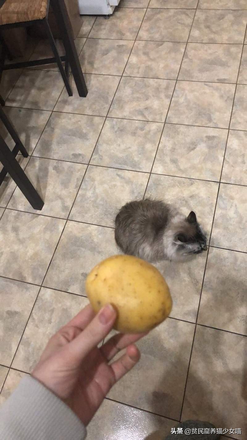 简单一招，比Ai换脸还厉害，毫无违和的牛头梗照片