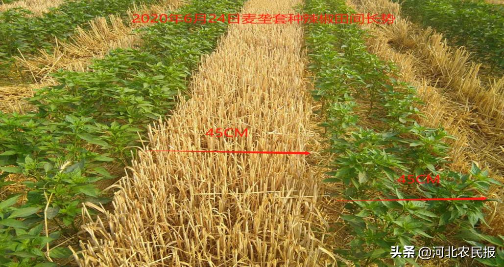 高效农业种植模式：备受农业专业合作社、农机专业户和包地大户青睐，让更多人受益