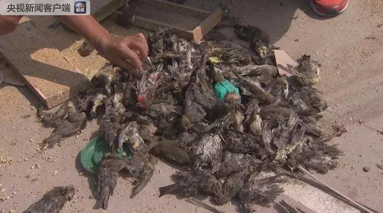 从禾花雀到云雀,又一种鸟快被中国人吃绝种了!