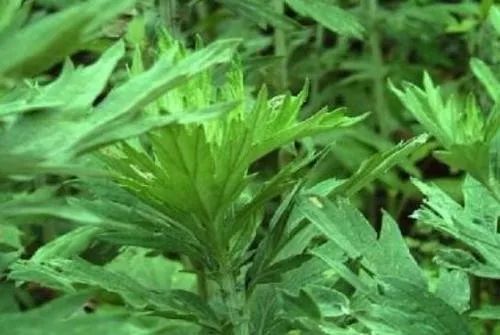 艾叶泡脚的作用和注意事项,艾叶泡脚有什么好处和坏处