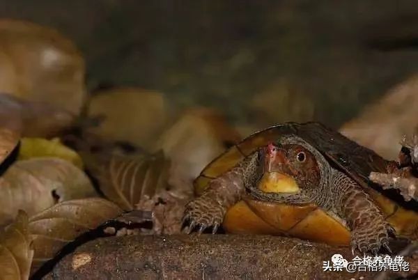 黄头侧颈龟夏天要加温吗,夏天龟缸温度太高