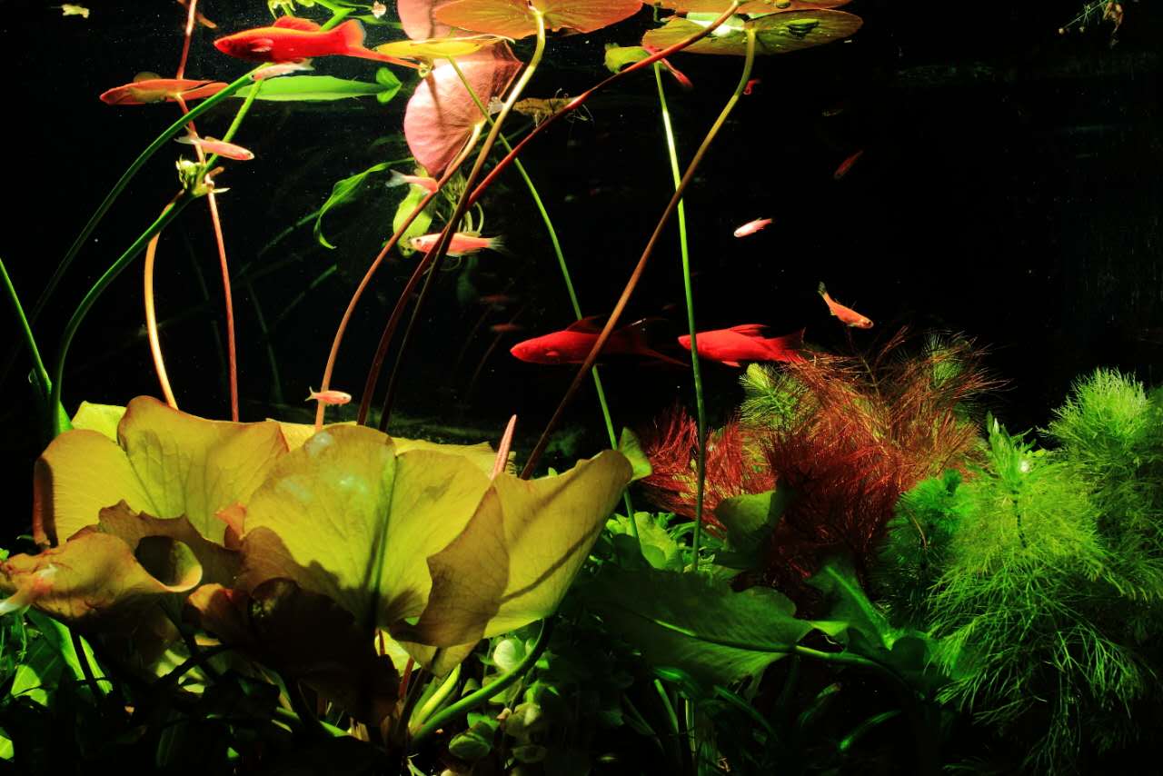 阴性草如何养,阴性草之苔类植物养殖经验总结