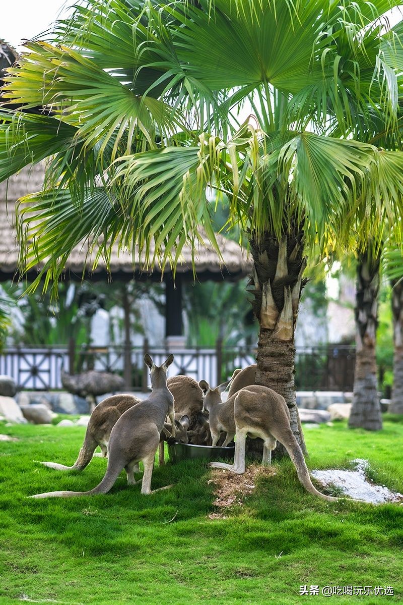 厦门灵玲动物王国大熊猫,厦门马戏团灵玲动物王国观光游览