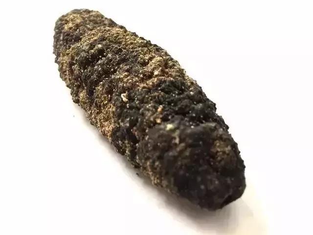 海参的图片和海参的知识,海参介绍的视频