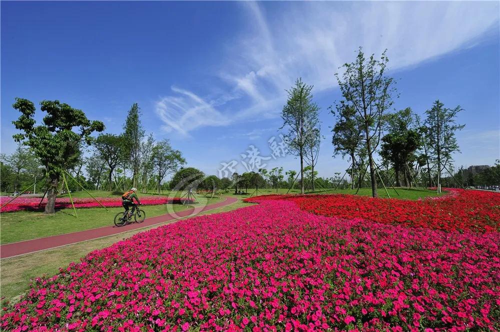 2020年4月成都双流赏花地点,双流踏青赏花地