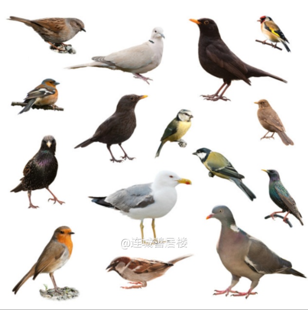 40个世界鸟类之最,世界上飞得最快的鸟类是什么