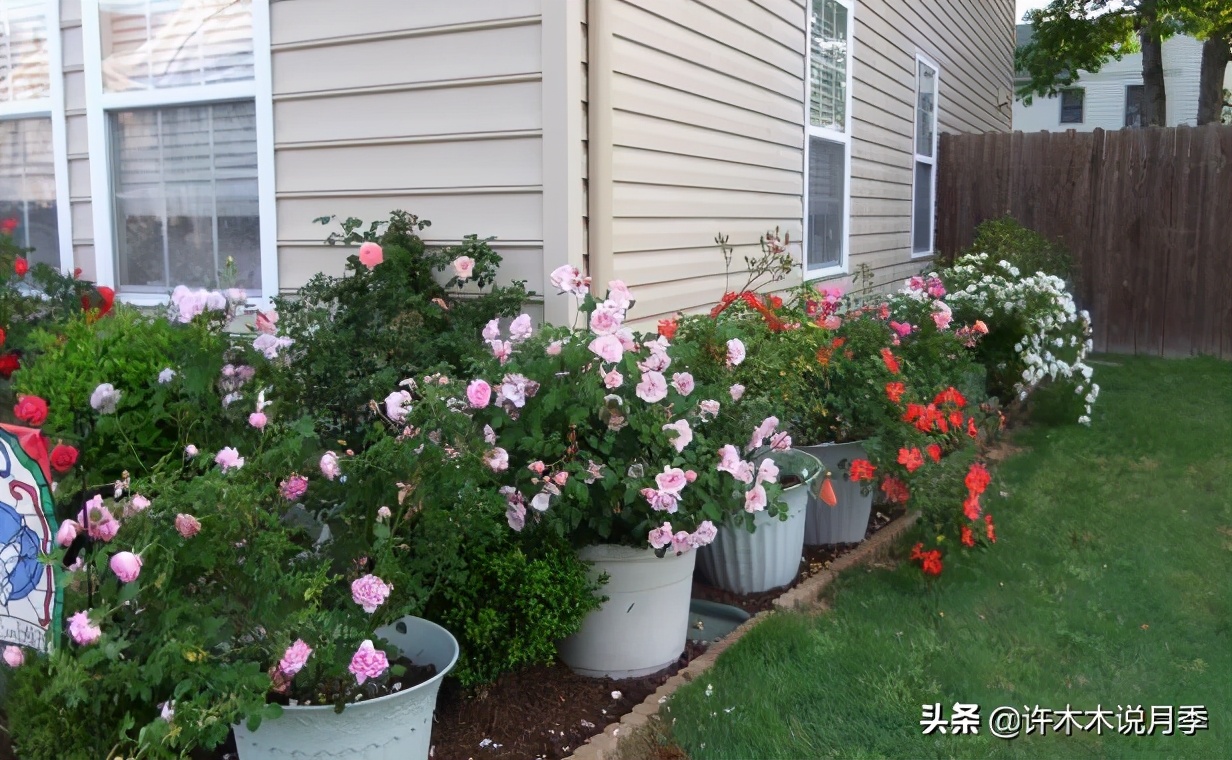 月季春季浇水注意事项图片,养月季注意1点没有黄叶枝繁叶茂