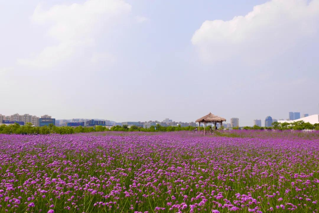 百亩花海竞相开放视频,余杭径山花海