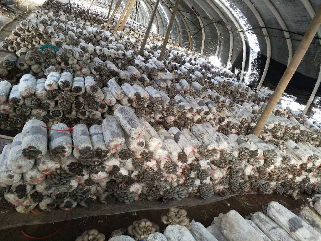 平菇种植方法及配料,平菇从种到采收要需要多长时间