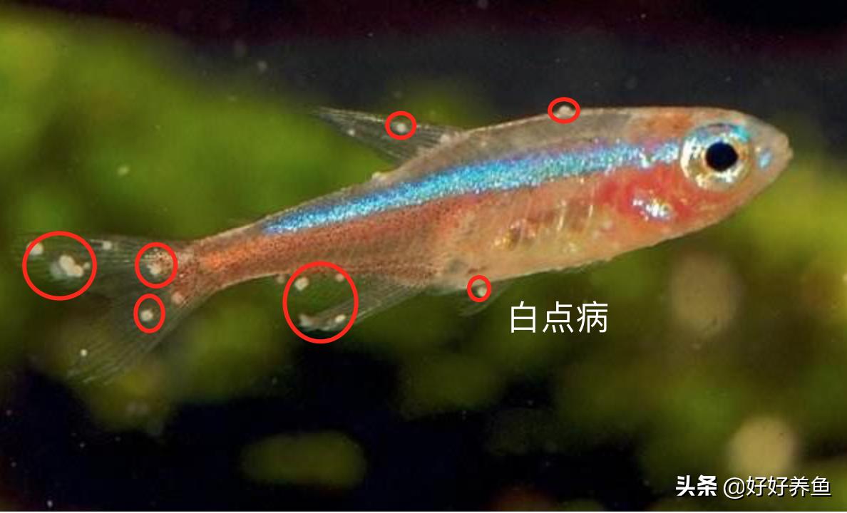 如何治疗鱼病不入坑,怎么治疗鱼病