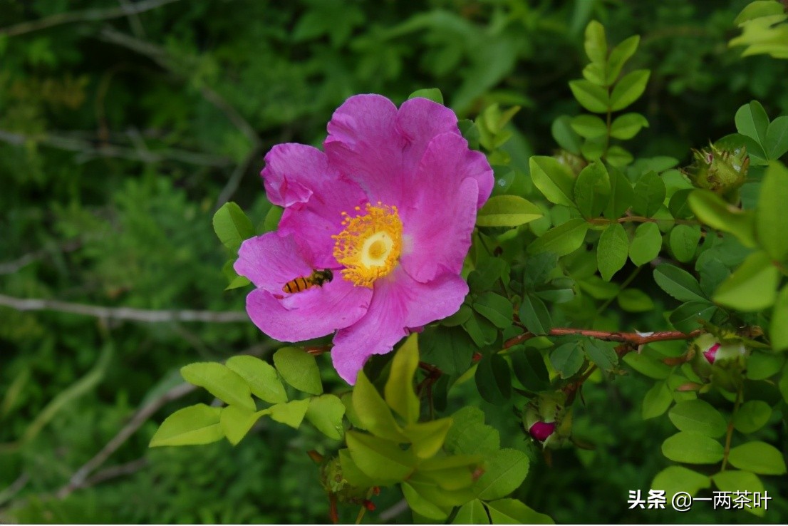 鲁西南与苏北方言,鲁西南风趣方言