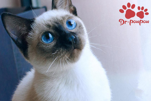 普安特猫咪药靠谱吗,普安特可以治疗猫咪拉稀吗