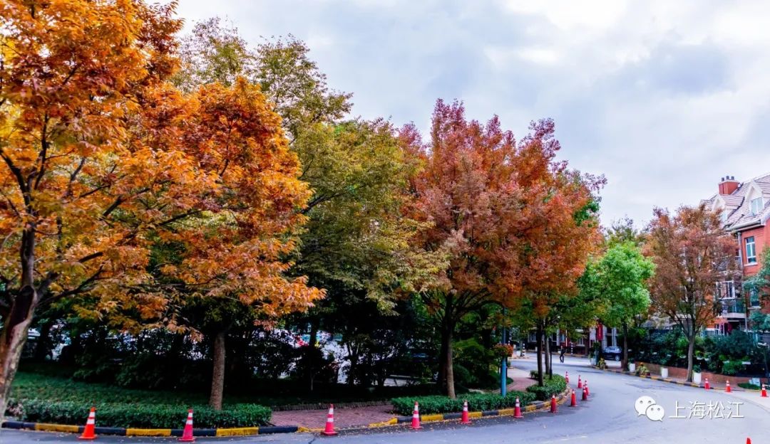 上海最美秋景,上海哪些公园可以拍秋景