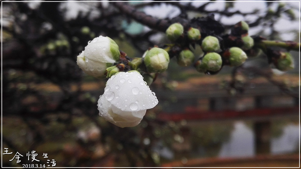 灏忓纰х帀璇楀彞,娓呯鍙汉灏忓纰х帀