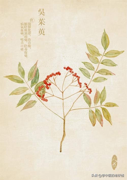 中药吴茱萸用量,每日一方吴茱萸汤