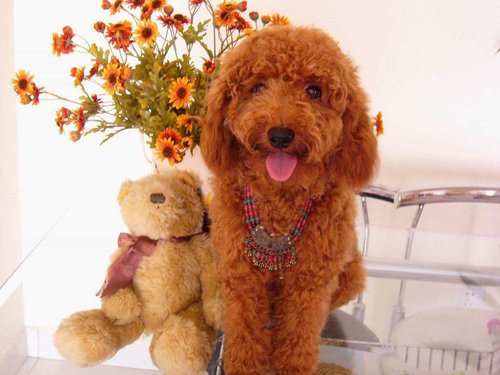 泰迪一般多大开始发情了,泰迪什么时候喂一顿