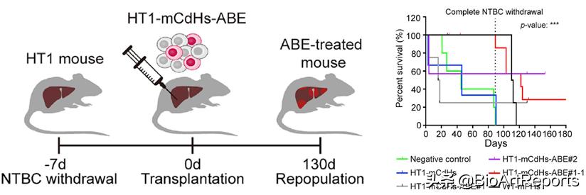 基因治疗肝癌最新消息,全球基因编辑治愈乙肝前沿技术