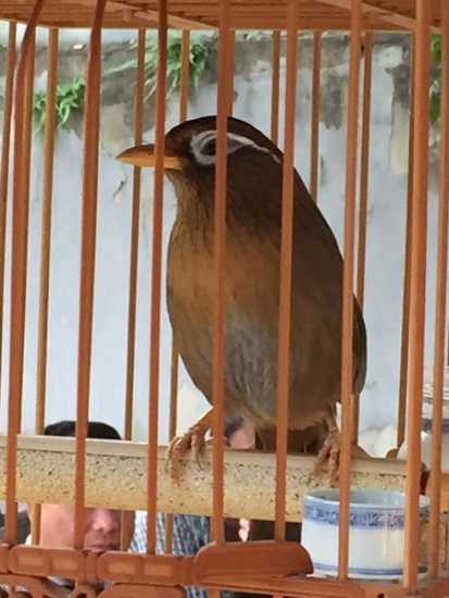 画眉鸟中的斗鸟具有什么样的特征,画眉鸟的脚型及图片