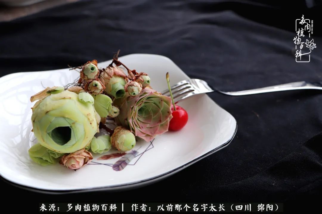 山地玫瑰夏天,山地玫瑰花怎么玩