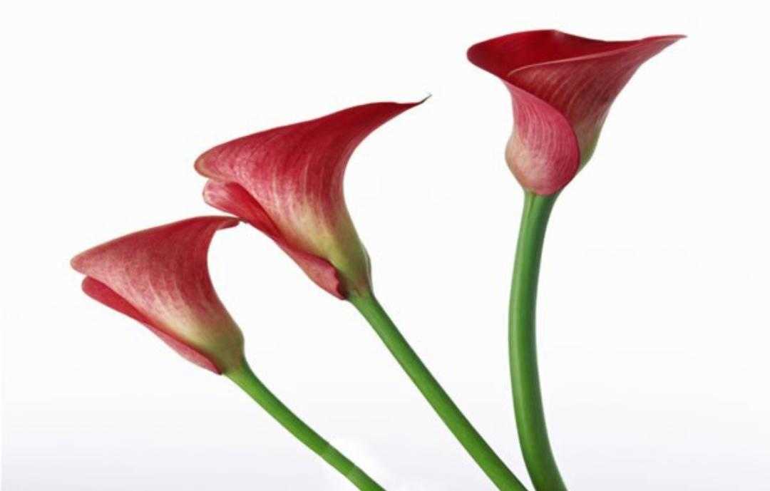 植物小叶马蹄莲,绿色植物马蹄莲