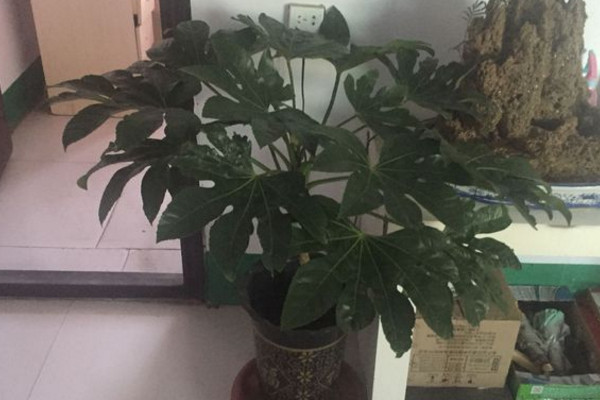 八角金盘有毒吗视频,八角金盘有毒吗可以在室内养吗