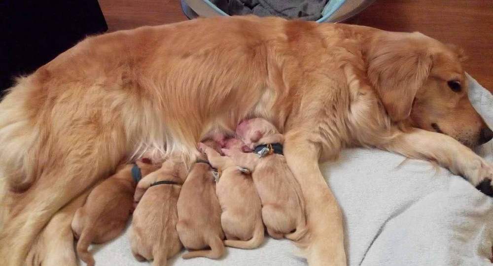 为什么狗会亲近女生,为什么狗也会交朋友