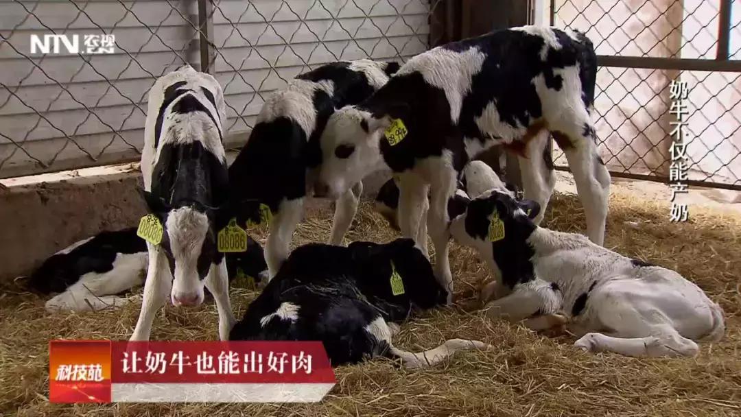 养殖肉牛和奶牛的利润与成本,奶牛与肉牛养殖前景