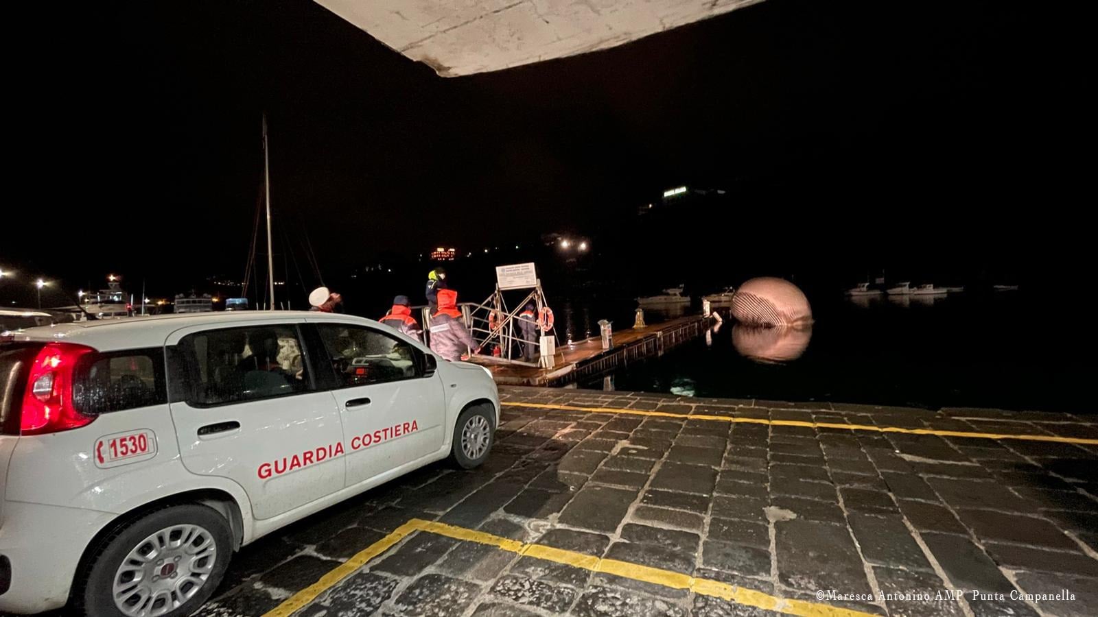 海域发现最大的鲸鱼,现在发现海上最大鲸鱼有多大