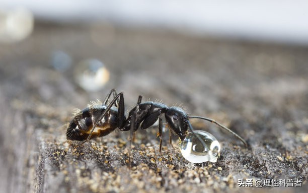 动物语言动物间交流,动物语言大全图解