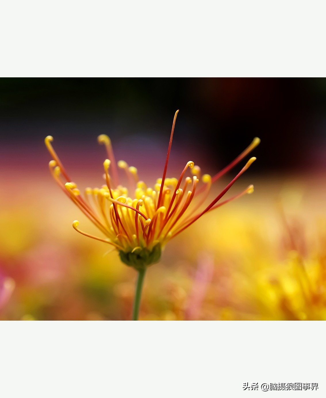 摄影虚化大光圈,佳能24-105镜头怎样拍出虚化效果