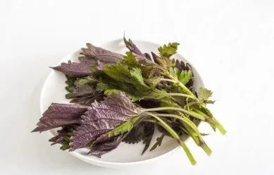 送你一片薄荷叶小说,送你一片银杏叶朗诵