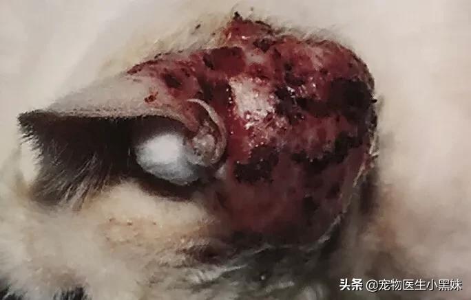 爱宠专用耳螨,大宠爱怎么驱耳螨