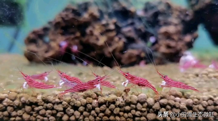 宠物虾简单养殖,虾类宠物观赏