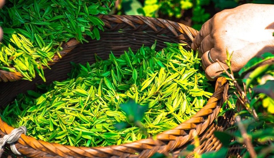 咖啡真的能达到增肌减脂的效果吗,咖啡能增肌吗