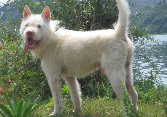 中国比较凶猛的犬,中国被公认的最凶猛的犬