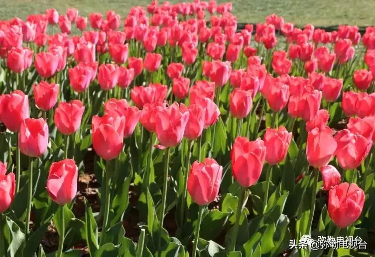 太热闹!弥勒花海、人海、车海、舞海...这些人上镜了!