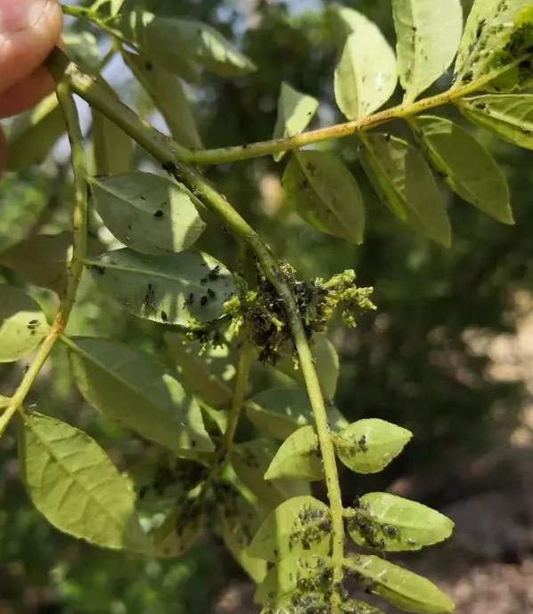 花椒树上为什么会有蚜虫？主要因为这4点，早看早知道