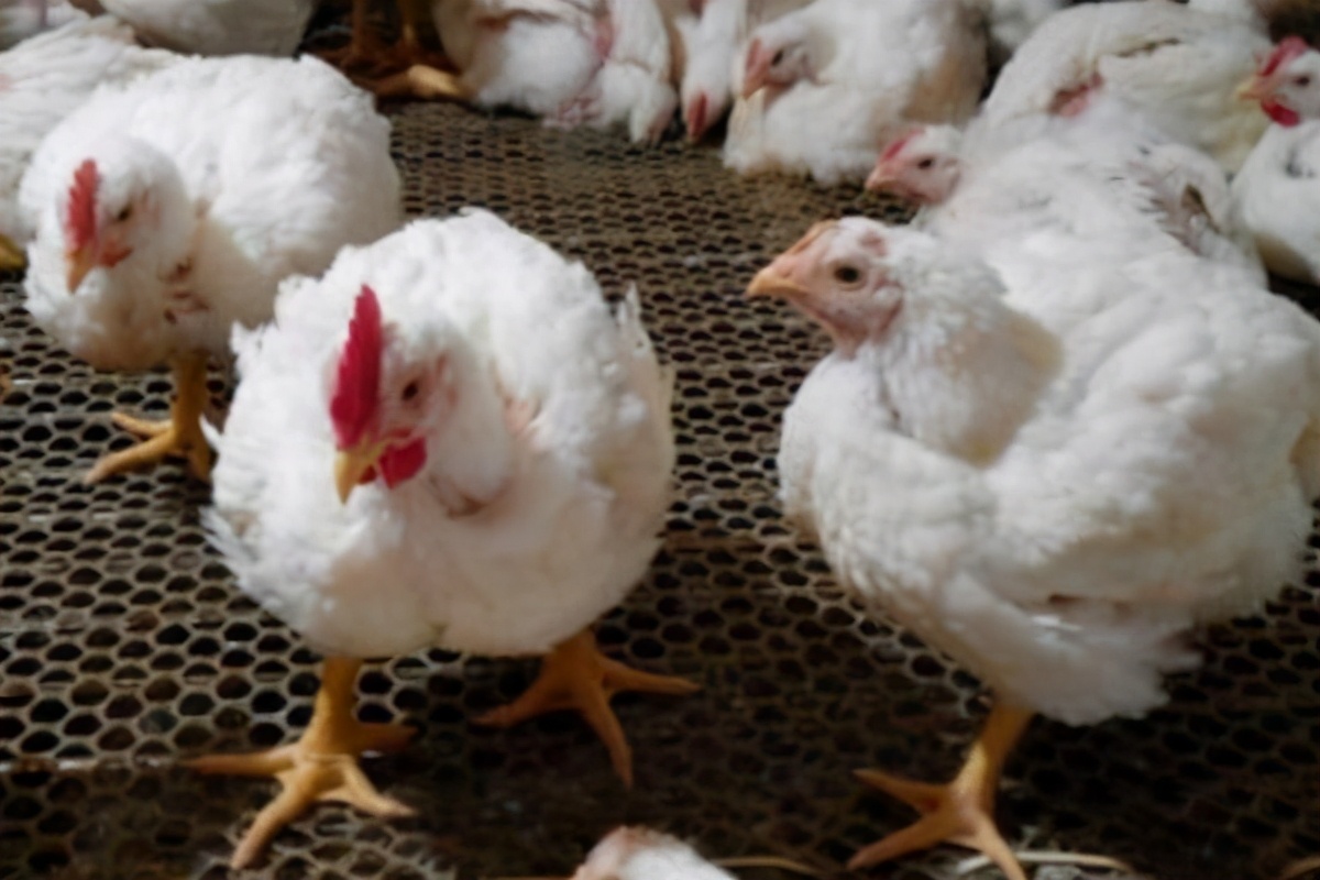 肉鸡肌腺胃炎为什么这么难治？教大家快速治愈鸡腺胃炎