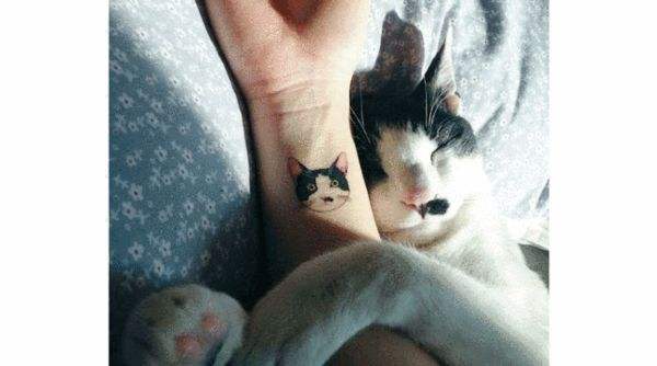 官方辟谣猫和老鼠,猫咪对人的友好表现是什么