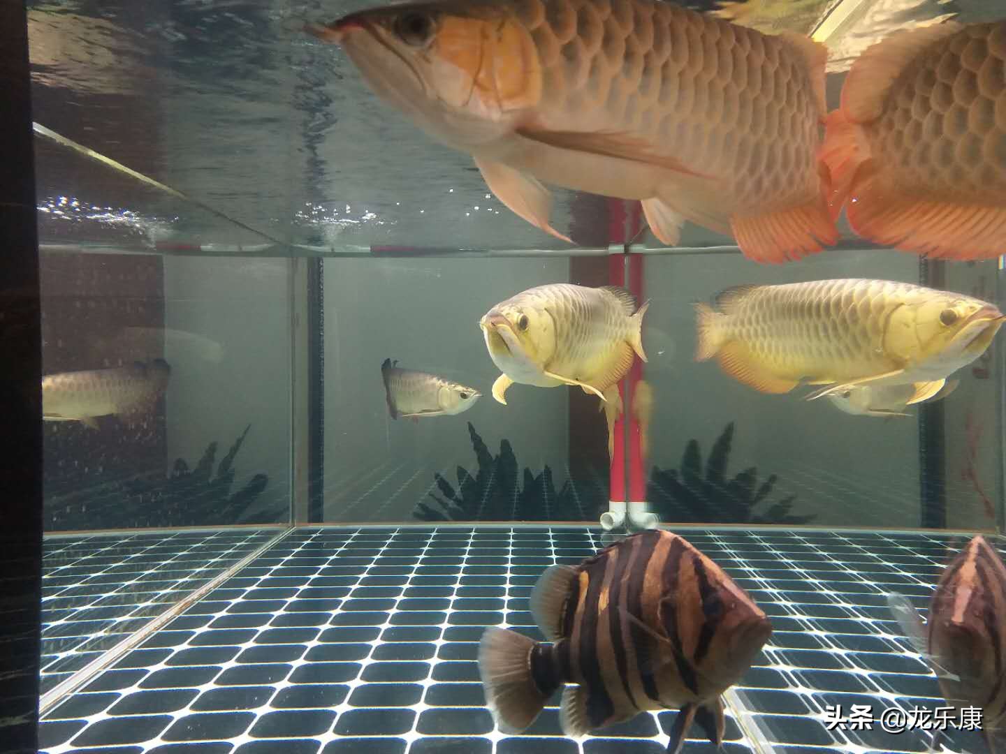 龙鱼每日小喂还是多日大喂,龙鱼不吃东西撞缸