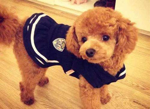 建议穷人养的10种狗便宜的品种,十大不建议穷人养的狗品种