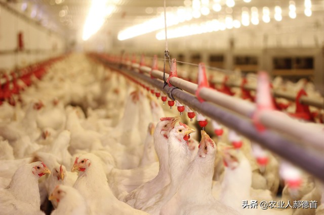 养鸡包回收的正规公司,合作养鸡包回收能赚多少钱