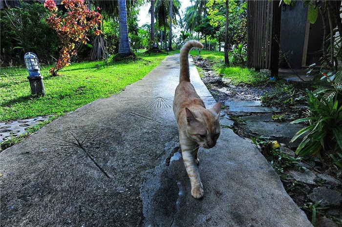 打猫教育,怎么打猫能让猫咪不能伤到你